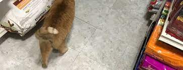 Super doggy wonder kitty pet store. The 15 Best Pet Stores In Brooklyn