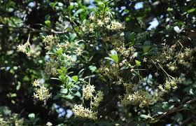 Image result for Putterlickia