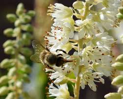 Image result for Tetradium glabrifolium