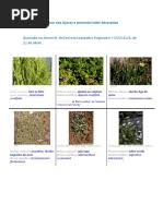 Image result for Aphanocalyx richardsiae