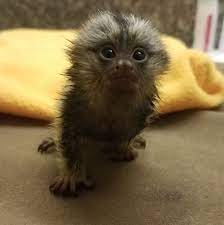 We are a family owned and operated exotic ranch built from the ground up. Pin On Exotic Pets