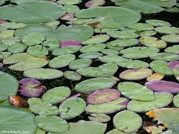 Image result for Brasenia schreberi