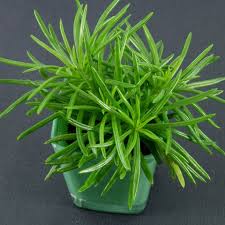 Image result for Senecio propior