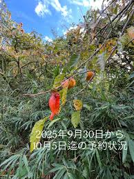 Image result for Petersianthus macrocarpus