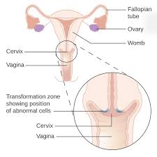 Image result for cervix position