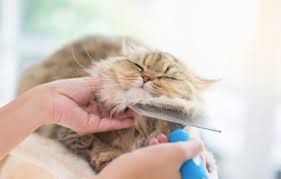 Don't comb your cat's hair with. 10 Best Brushes For Long Haired Cat All Inclusive Reviews Guide Kitties Club
