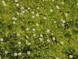 We did not find results for: Sternmoos Scotch Moss Finde Deine Neue Staude Online Ratgeber