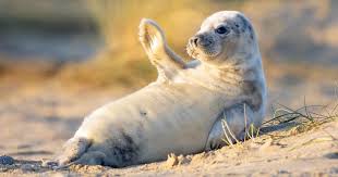 Seal — crazy (hits 2009). This Ridiculously Photogenic Baby Seal Will Steal Your Heart Bored Panda