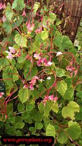 Image result for Rungia grandis