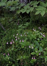 Image result for Linnaea borealis