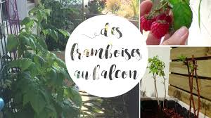 Planter Un Framboisier En Pot Pour Le Balcon Youtube