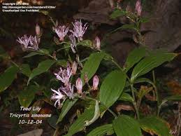 37 отметок «нравится», 2 комментариев — waterfront botanical gardens (@waterfrontgrdns) в instagram: Plantfiles Pictures Tricyrtis Toad Lily Sinonome Tricyrtis By Diohio