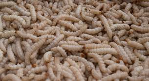 !ujuan dari praktikum budidaya maggot adalah  1. Percontohan Industri Pakan Berbasis Maggot Pak Tani Digital