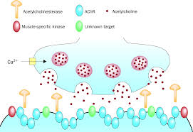 Seronegative Generalised Myasthenia Gravis Clinical Features Antibodies And Their Targets The Lancet Neurology