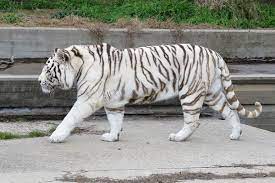 Черно белый тигр