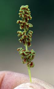 Image result for Anemiaceae