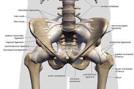Lower back and hip stretches. Ligaments Tendons And Muscles Of The Hip Joint Naples Best Hip Surgeon