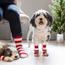 Christmas Dog Leg Warmers With Matching Human Socks By Quirky Chocolate Notonthehighstreet Com