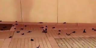 Video posted by fox 8 shows hundreds of the birds lying. 100 Birds Dead Hundreds More Seriously Hurt After Striking Nascar Hall Of Fame Building