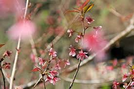 Musim ini ditandai dengan hujan melimpah dengan bulan agustus dan september yang terbasah periode tahun. Halaman 2 Gratis Bunga Thailand Foto Piqsels