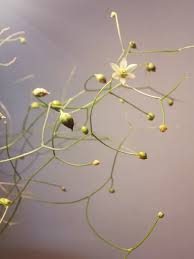 Image result for Schizobasis intricata