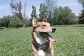 Natural lawn feed making it safe for children and pets. Install Bifold Doors New Construction Pet Friendly Lawn Feed