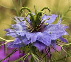 Love In A Mist Amazing Flowers Romantic Flowers Flower Garden