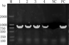 Action adventure fantasy historical martial arts. Agrobacterium Mediated Genetic Transformation Of Elymus Breviaristatus With Pseudomonas Pseudoalcaligenes Insecticidal Protein Gene Springerlink