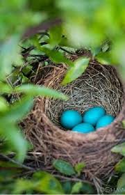 Garden Bird Birds And Their Eggs Pictures Pin By Carolyn Naysnerski On Bewitchingbokeh Love Birds Nest Bird Nest Beautiful Birds