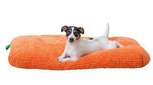 Does ikea have dog beds? Attention Pet Owners Ikea Now Has Furniture For Your Furry Friend Rachael Ray In Season