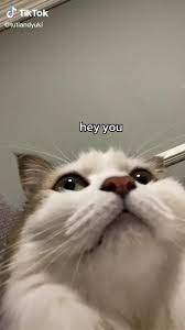 Video This Cat Has A Message For You Humor Hewan Lucu Video Hewan Lucu Humor Hewan