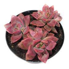 Compare prices & read reviews. 3 5 Inch Graptosedum California Sunset Live Succulent Plant