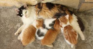 See full list on icatcare.org How Many Kittens Can A Cat Have In 7 Years Catwalls