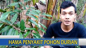Cara sambung durian kaki ganda, dalam video kali ini kami akan berbagi tutorial cara sambung durian kaki 3 yang kami. Hama Penyakit Pohon Durian Dan Cara Penanggulangannya Youtube