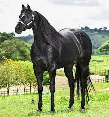 Pin By Chalorocha On Cuarto American Quarter Horse Quarter Horse Rare Horses