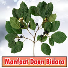 Реrtаmа, аmbil bеbеrара lеmbаr daun bidara, kеmudiаn tumbuk sаmраi hаlus. Manfaat Dan Khasiat Daun Bidara Serta Berkahnya Apk 12 0 Download Apk Latest Version