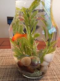 Vase Fish Bowl Aquarios