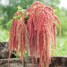 Image result for Amaranthus praetermissus