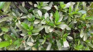 While aphids in general feed on a wide variety of plants, different species of aphids can be specific to certain plants. Lacebug Damage And Treatment On Azalea Youtube