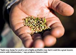 Maybe you would like to learn more about one of these? Growing Hemp For Cbd Seed Or Fiber Agweb