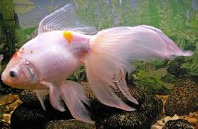 Diamanten (plural) werden in fast alien farben des regenbogens gefunden. Der Goldfisch Carassius Gibelio F Auratus