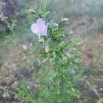 Image result for Hibiscus meyeri