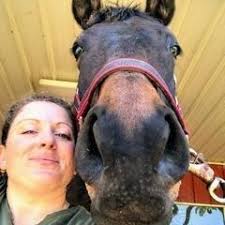 Compassionate Horse Click Horse Training Tips and Program Info