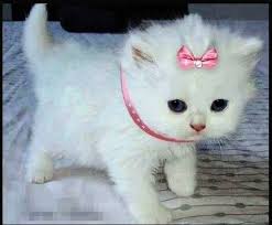  Tami Gerygunawan157 Profil Pinterest