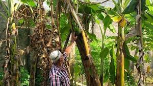 Maybe you would like to learn more about one of these? Tunas Pisang Tumbuh Dari Angkoo