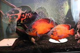 Oscar Fish Guide Care Size Lifespan Tankmates Breeding
