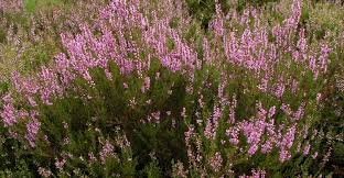* bell heather * heather grass * heather mixture. Heathers Heaths At Portland Nursery And Garden Center