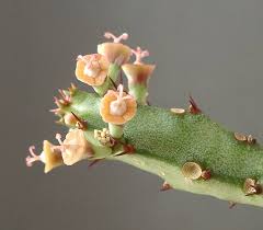 Image result for Euphorbia baylissii