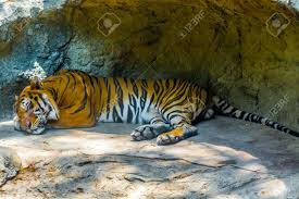 Sleeping Tiger Stock Photo, Picture and Royalty Free Image. Image 39437490.