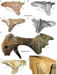 Image result for Dinophora